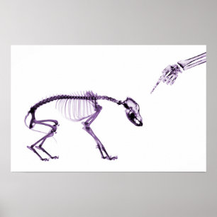 Felaktig Hund Xray Skeleton White Lila Poster