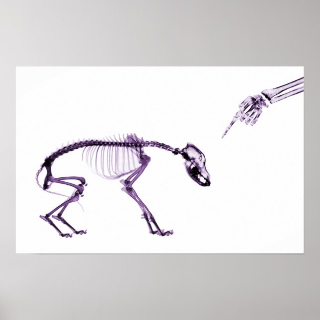 Felaktig Hund Xray Skeleton White Lila Poster (Framsidan)
