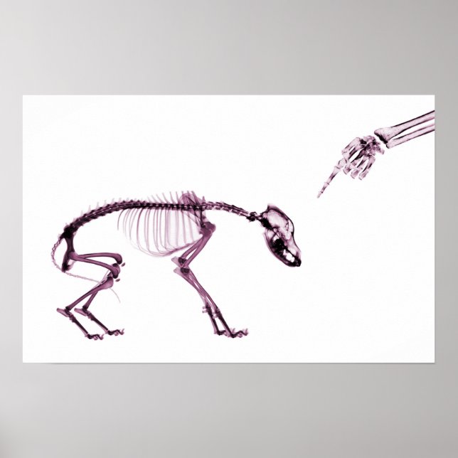 Felaktig Hund Xray Skeleton White Rosa Poster (Framsidan)