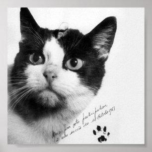 Félicette: Första katten i rymden Poster