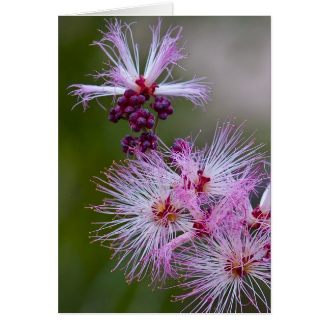 Felik dammtrasa OBS kort (Framsidan)