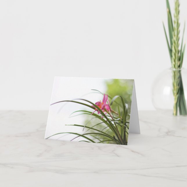 Felik liljamagi noterar kort (Framsida)