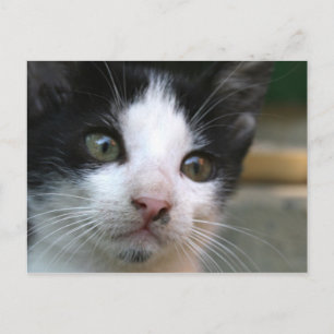 Felis silvestris catus vykort