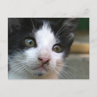 Felis silvestris catus vykort