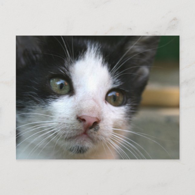 Felis silvestris catus vykort (Framsida)