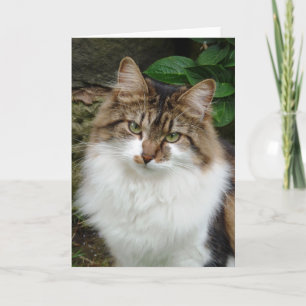 Felix i fundersamt funktionsläge kort