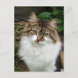 Felix i tankläge vykort