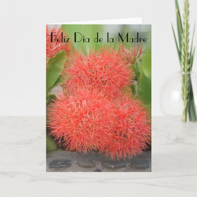 Feliz Dia de la Madre 18 Kort (Framsida)