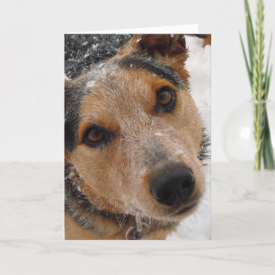 Feliz Navidad Perro pastor - spansk jul Helgkort