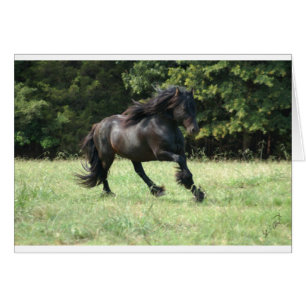 Fell Pony Stallion Hälsningskort