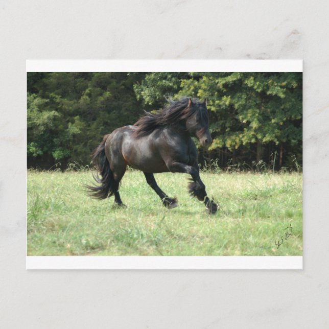 Fell Pony Stallion Vykort (Framsida)