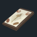 Fem av en typ Seashells<br><div class="desc">George Wolfgang Knorr är känd för den känsliga detaljen och exaktheten i hans illustrationer av segelceller och konscher. Hans teckning påverkades av sitt eget intresse för vetenskap, en populär subjekt-fråga av sin tid. Detta unika konstverk biet av Knorr verkligen gör ett underbart jobb att fånga olika typer av segelceller och...</div>