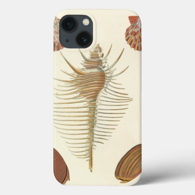 Fem av en typ Seashells (Baksida)