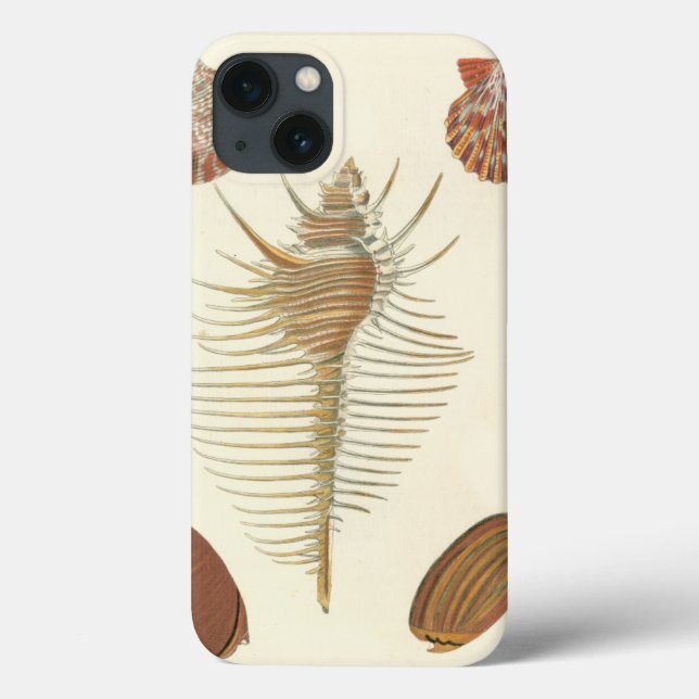 Fem av en typ Seashells (Baksida)