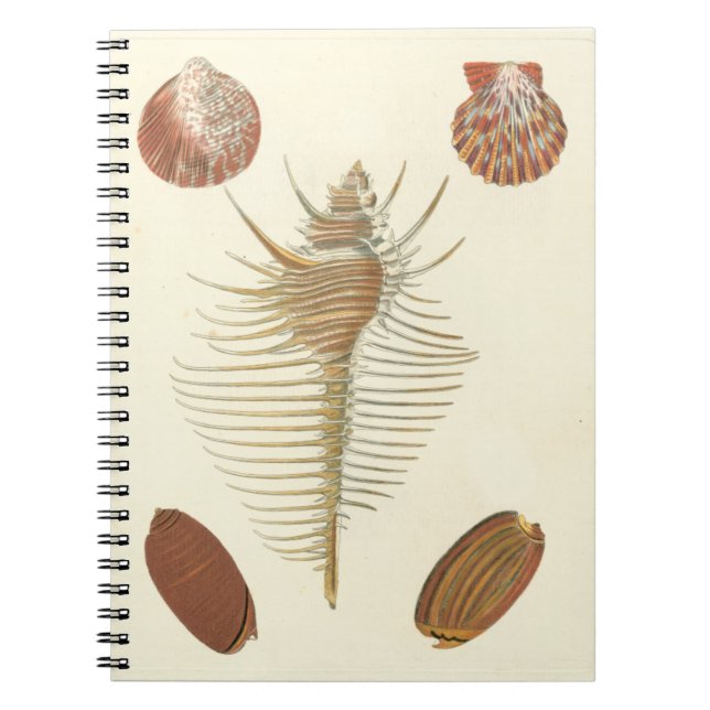Fem av en typ Seashells Anteckningsbok Med Spiral (Framsidan)