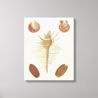 Fem av en typ Seashells