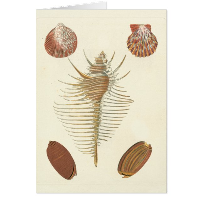 Fem av en typ Seashells Hälsningskort (Framsidan)
