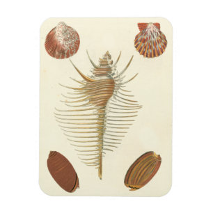 Fem av en typ Seashells Magnet