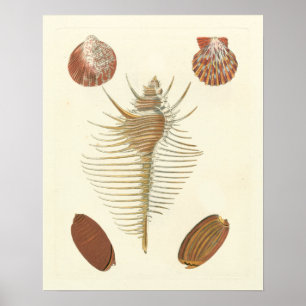 Fem av en typ Seashells Poster