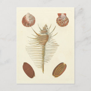 Fem av en typ Seashells Vykort