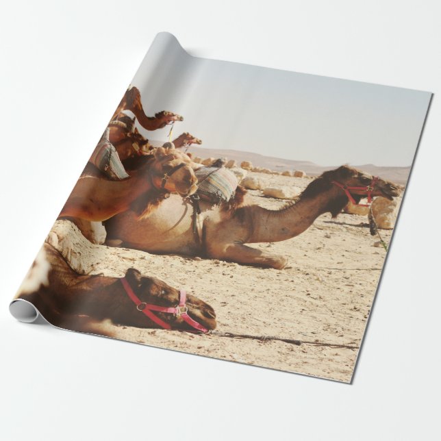 FEM CAMELS PÅ FÄLT PRESENTPAPPER (Utrullad)