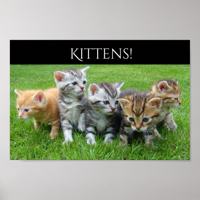 Fem Cudely Kittens Poster (Framsidan)