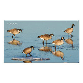 Fem Goosestepping Canada Geese Fototryck