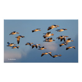 Fem Goosestepping Canada Geese Fototryck