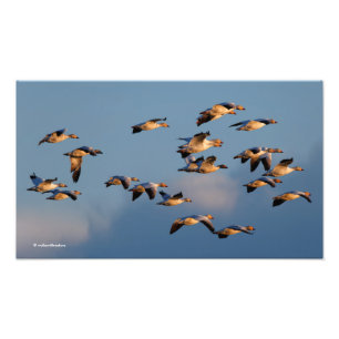 Fem Goosestepping Canada Geese Fototryck