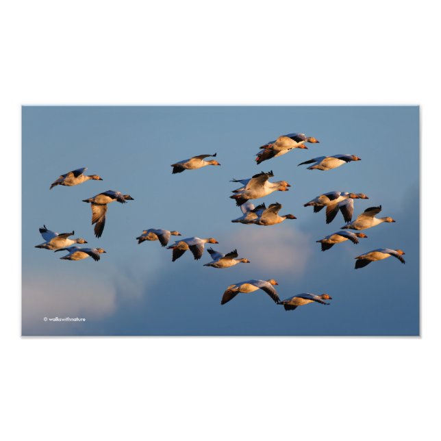 Fem Goosestepping Canada Geese Fototryck (Framsidan)
