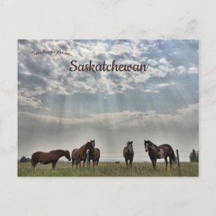 Fem hästar i Mortlach Saskatchewan Kanada Vykort