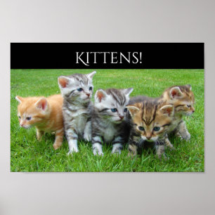 Fem keliga kattungar poster