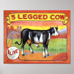 Fem lagd benen på ryggen ko poster