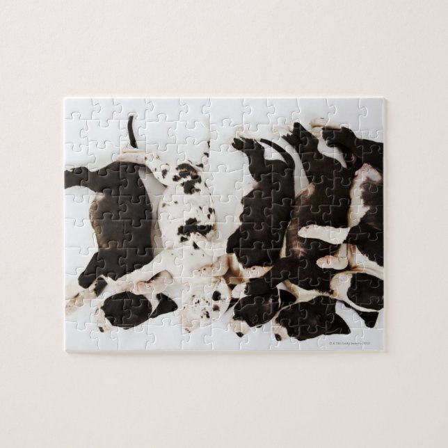 Fem marionetter från Harlequin Great dane som sove Pussel (Horisontell)