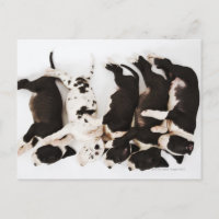 Fem marionetter från Harlequin Great dane som sove