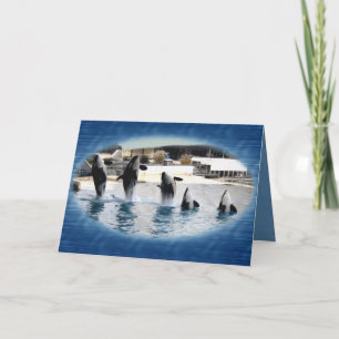 Fem! Orcas på Marineland (frankriken) Kort