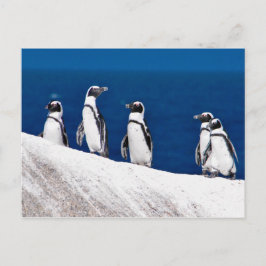 Fem Penguins Hanging på ett Sten-foto i Afrika Vykort