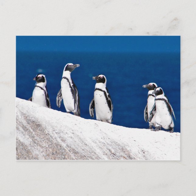 Fem Penguins Hanging på ett Sten-foto i Afrika Vykort (Framsida)
