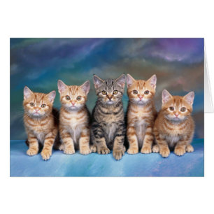 Fem tomma Tabby Kittens-kort Hälsningskort