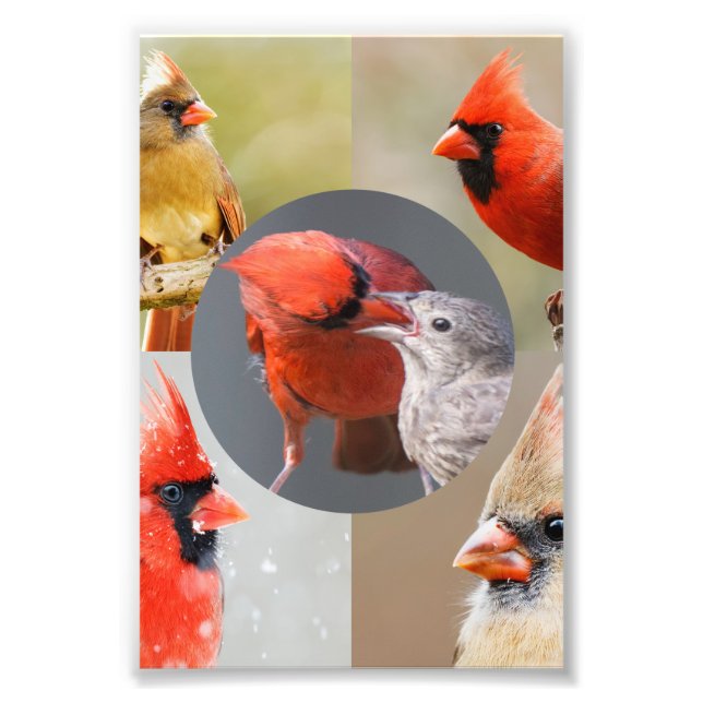 Fem vackra norra kardinalerna fototryck (Framsidan)