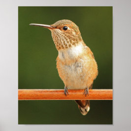 Female Allens Hummingbird - Rosie 1 Poster