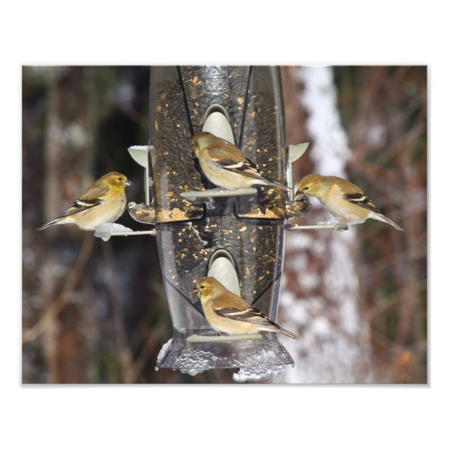 Female American Goldfinches Fototryck (Framsidan)