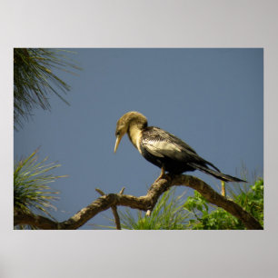 Female Anhinga på Gren Poster