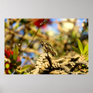 Female Anna's Hummingbird, Kalifornien, 36 x 24 Ph Poster