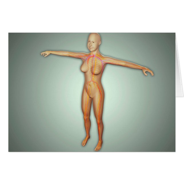 Female artärer, ventiler och nervsystem hälsningskort (Framsidan Horizontal)