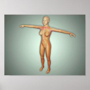 Female artärer, ventiler och nervsystem poster