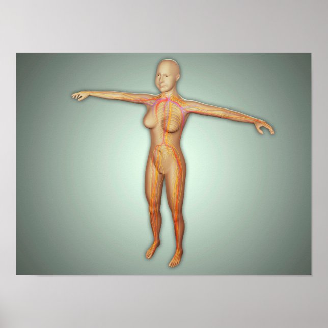 Female artärer, ventiler och nervsystem poster (Framsidan)