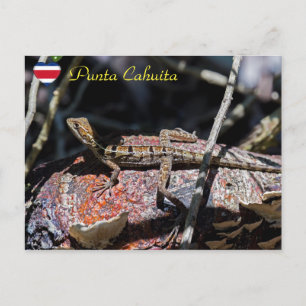 Female basilisk Lizard, Punta Cahuita - Costa Rica Vykort