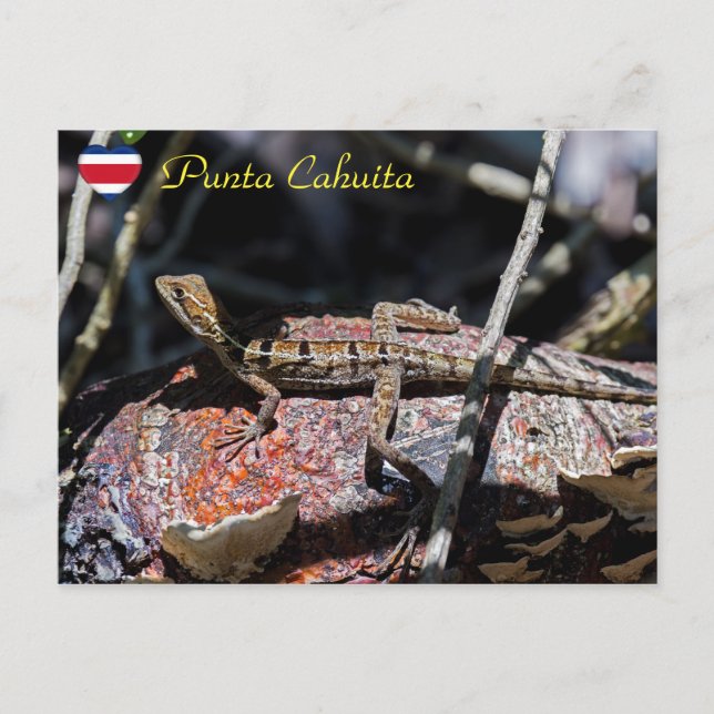 Female basilisk Lizard, Punta Cahuita - Costa Rica Vykort (Framsida)