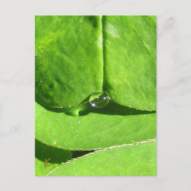 Female Belly, Grönt Klöver Goddess Vykort (Framsida)